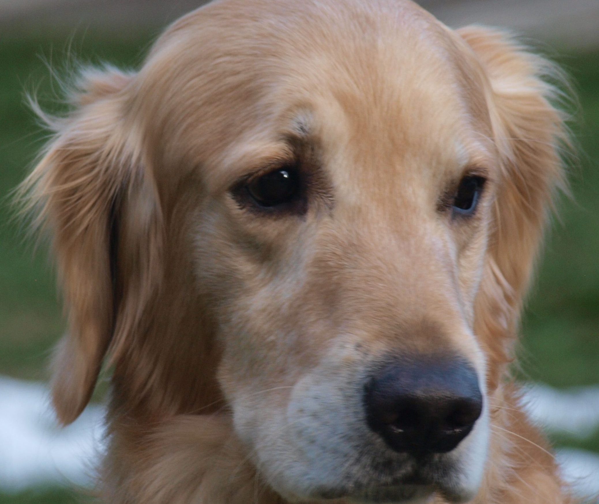 Toby Pet Therapy dog