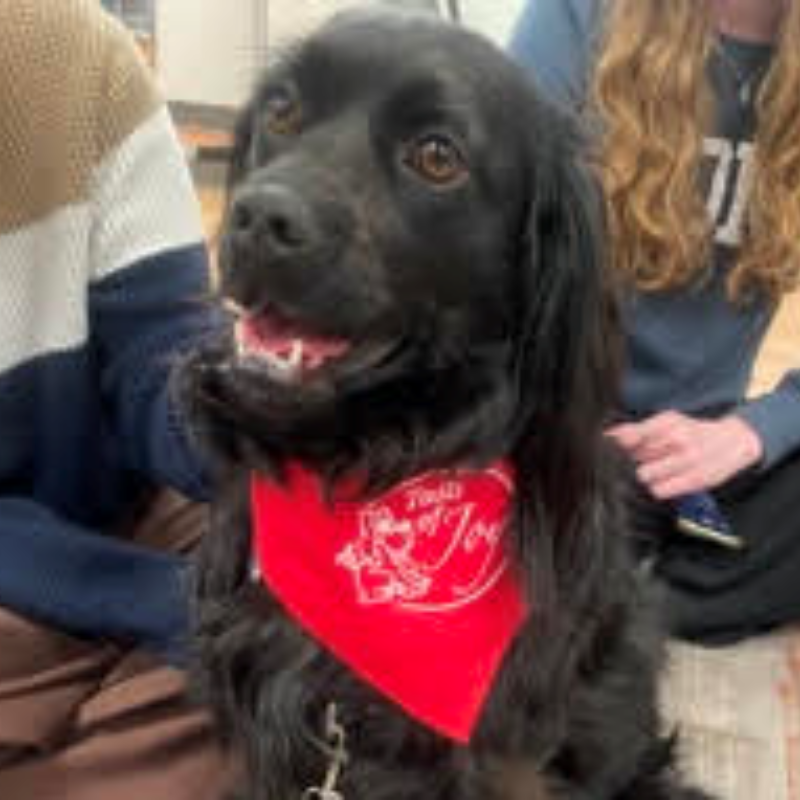 Picture of Pet Therapy Dog Millie