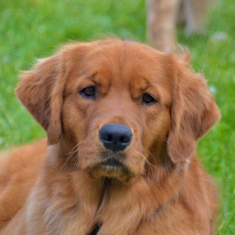 Shelby Pet Therapy dog